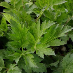 Artemisia lactiflora 'Weisses Wunder' Artemisia lactiflora 'Weisses Wunder'