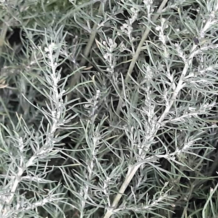 Artemisia abrotanum 'Silver'