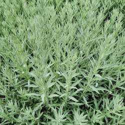 Artemisia ludoviciana 'Silver Queen' Artemisia ludoviciana 'Silver Queen'