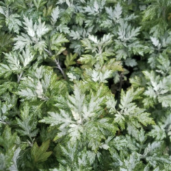 Artemisia momiyamae Artemisia momiyamae