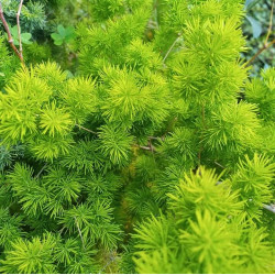 Asparagus myriocladus