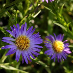 Aster ageratoides 'Ezo Murasaki'