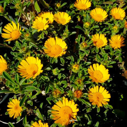 Asteriscus maritimus