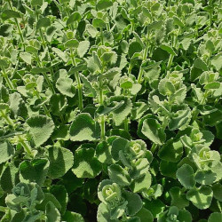 Ballota pseudodictamnus