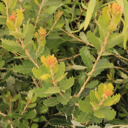 Banksia praemorsa 'Yellow' Banksia praemorsa 'Yellow'