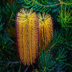 Banksia 'Birthday Candles' Banksia 'Birthday Candles'