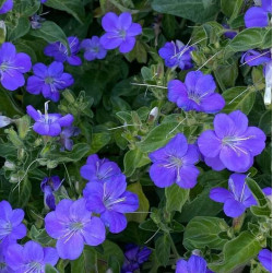 Barleria repens 'Purple Prince'