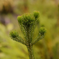 Berzelia galpinii 'Ayoba' Berzelia galpinii 'Ayoba'
