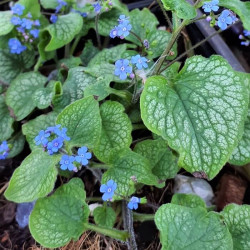 Brunnera macrophylla 'Alexander's Great' Brunnera macrophylla 'Alexander's Great'