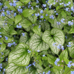 Brunnera macrophylla 'Jack Frost' Brunnera macrophylla 'Jack Frost'