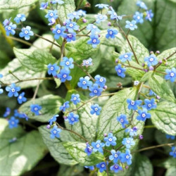 Brunnera macrophylla Brunnera macrophylla