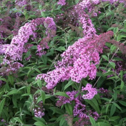 Buddleja davidii 'Niche's Choice' Buddleja davidii 'Niche's Choice'