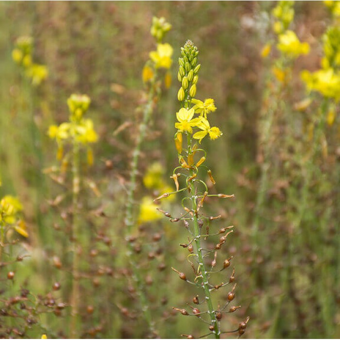 Bulbine frutescens