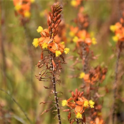 Bulbine frutescens 'Hallmark' Bulbine frutescens 'Hallmark'