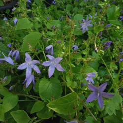 Campanula portenschlagiana Campanula portenschlagiana
