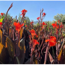 Canna 'Australia' Canna 'Australia'
