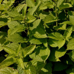 Caryopteris divaricata 'Blue Bonnets'