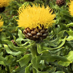 Centaurea macrocephala 'Deep Yellow'