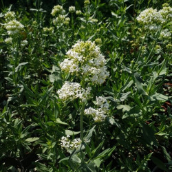 Centranthus ruber 'Albus'