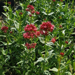 Centranthus ruber var. coccineus