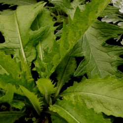 Cirsium rivulare 'Atropurpureum'