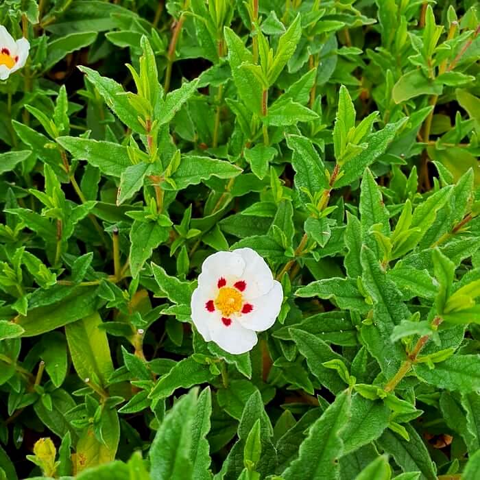 Cistus ladanifer