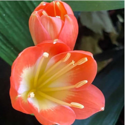 Clivia miniata Clivia miniata