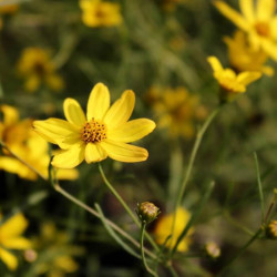 Coreopsis verticillata 'Sol Levante'