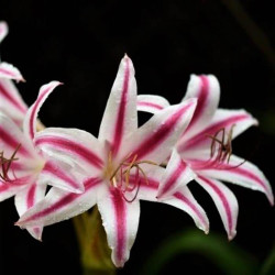 Crinum 'Cintho Alfa'