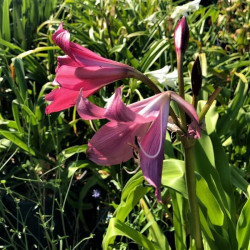 Crinum 'Ellen Bosanquet'