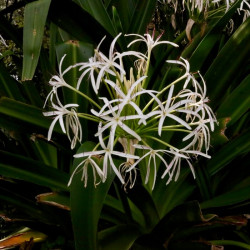 Crinum asiaticum Crinum asiaticum