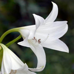 Crinum powellii 'Album'