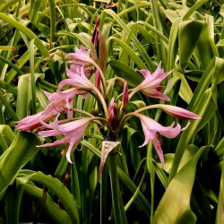 Crinum x powellii Crinum x powellii