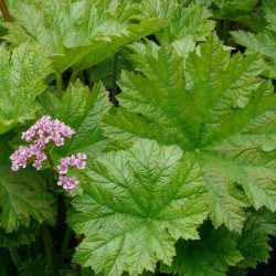 Darmera peltata