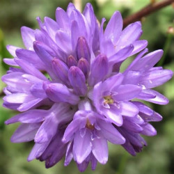 Dichelostemma congestum