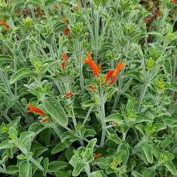 Dicliptera suberecta