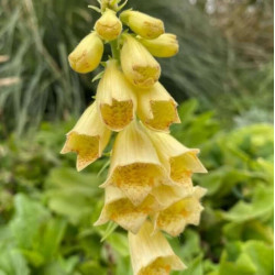 Digitalis grandiflora