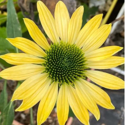 Echinacea 'Cheyenne Spirit'