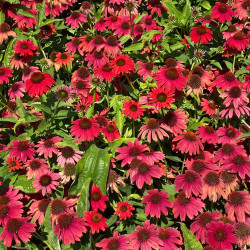 Echinacea 'Sombrero Salsa Red'
