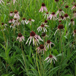 Echinacea pallida