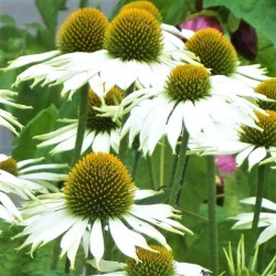 Echinacea purpurea 'White Swan'