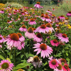 Echinacea purpurea 'Bright Rose'