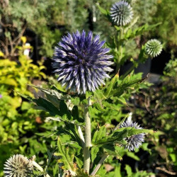 Echinops bannaticus 'Blue Glow'