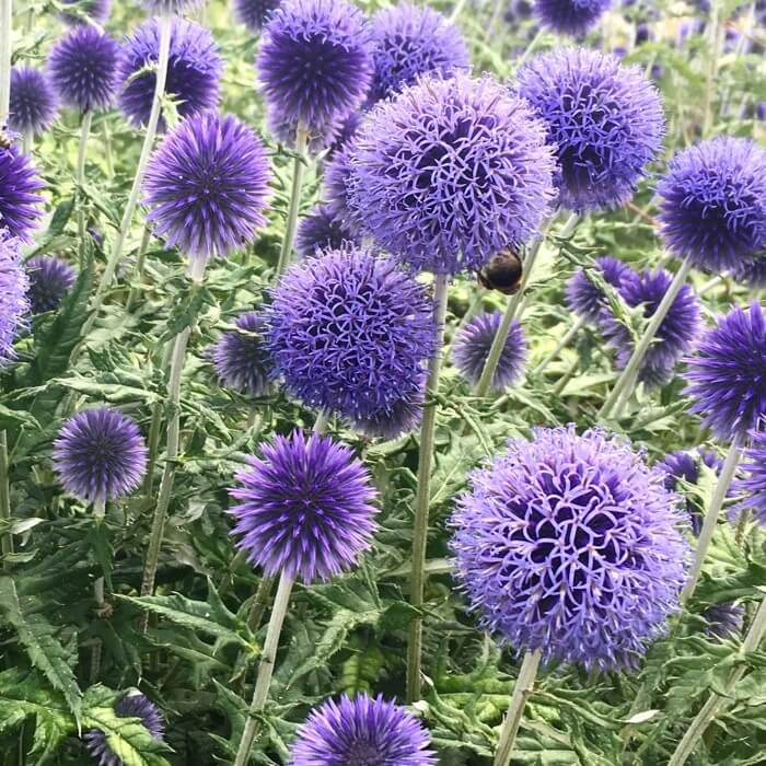 Echinops ritro 'Veitch's Blue'