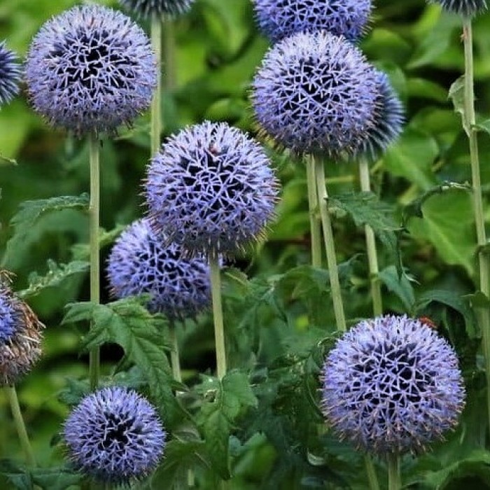 Echinops ritro