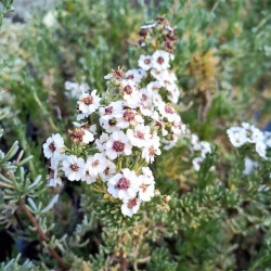 Eriocephalus africanus Eriocephalus africanus