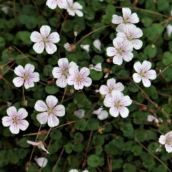 Erodium reichardii 'Album' Erodium reichardii 'Album'
