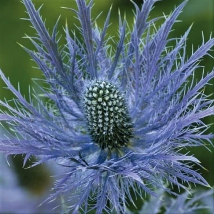 Eryngium alpinum