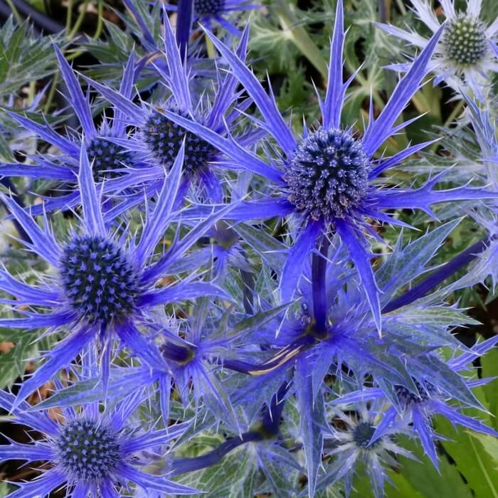 Eryngium x zabelii 'Big Blue'