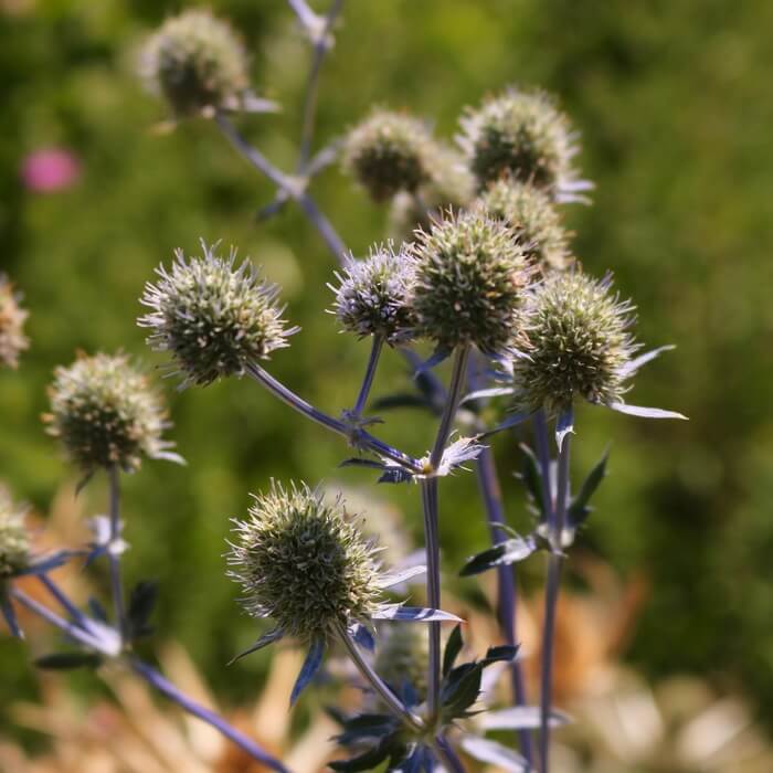 Eryngium planum 'Blaukappe'